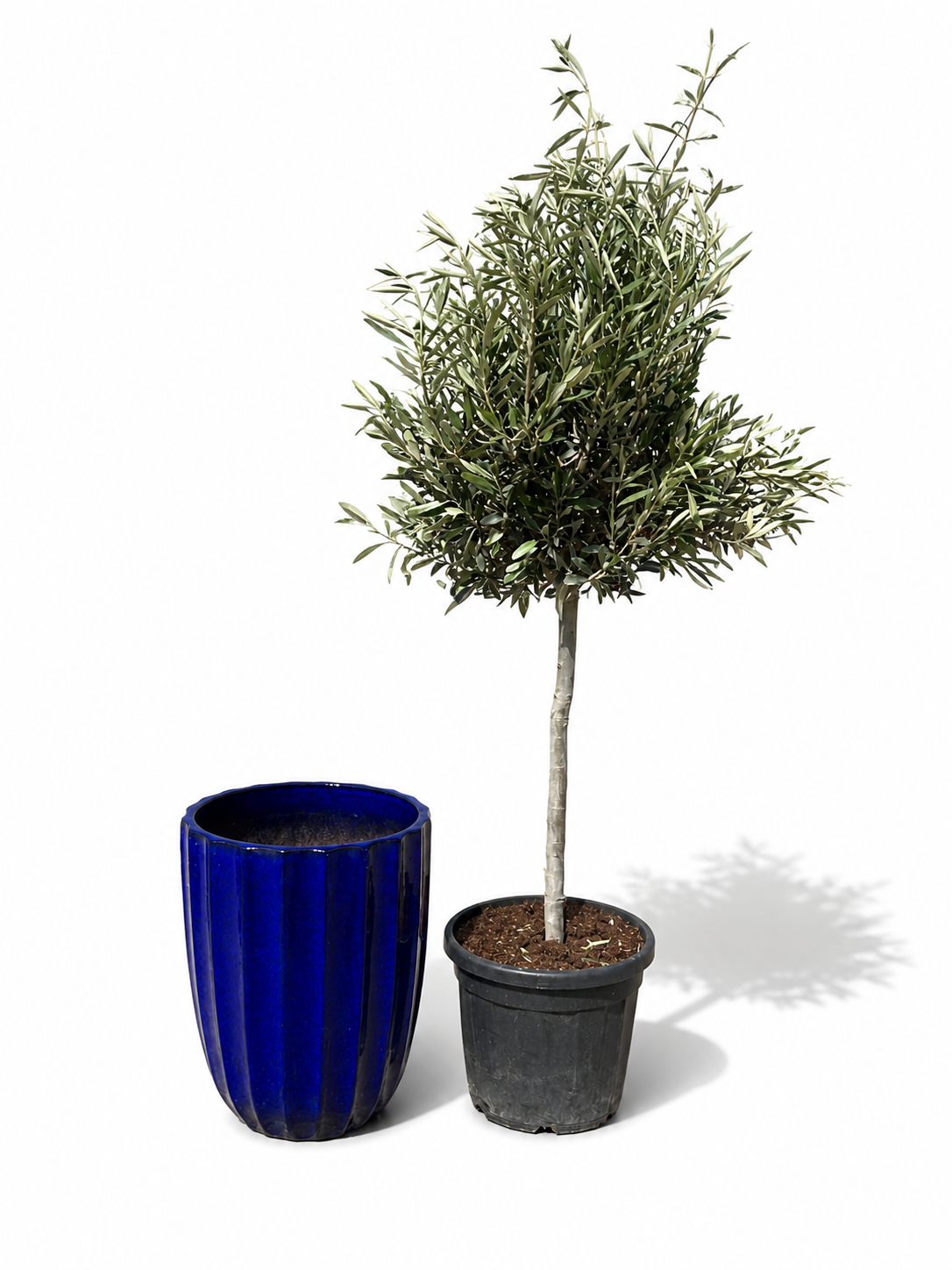 Lot olivier + pot HUGO 44x59cm bleu cobalt