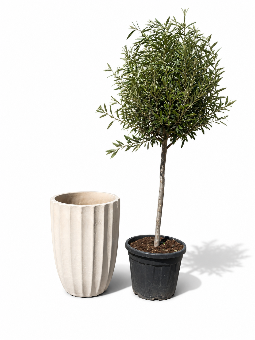 Lot olivier + pot HUGO 44x59cm crĂšme
