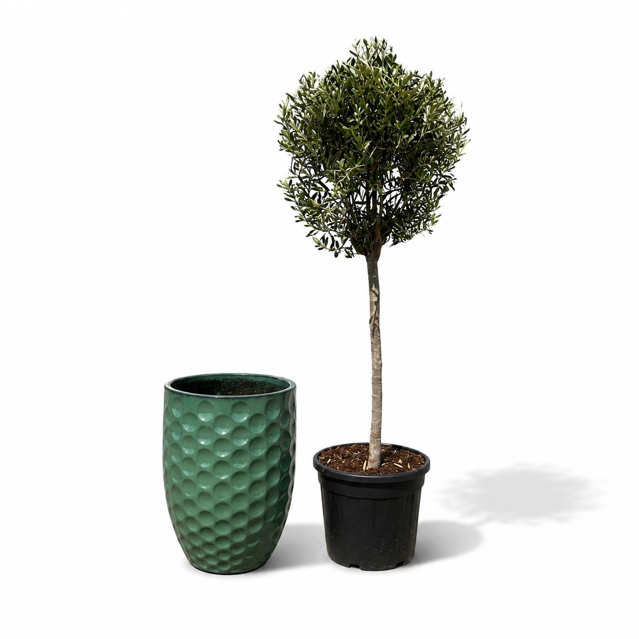 Lot olivier + pot MEROVEE 42x55cm jade