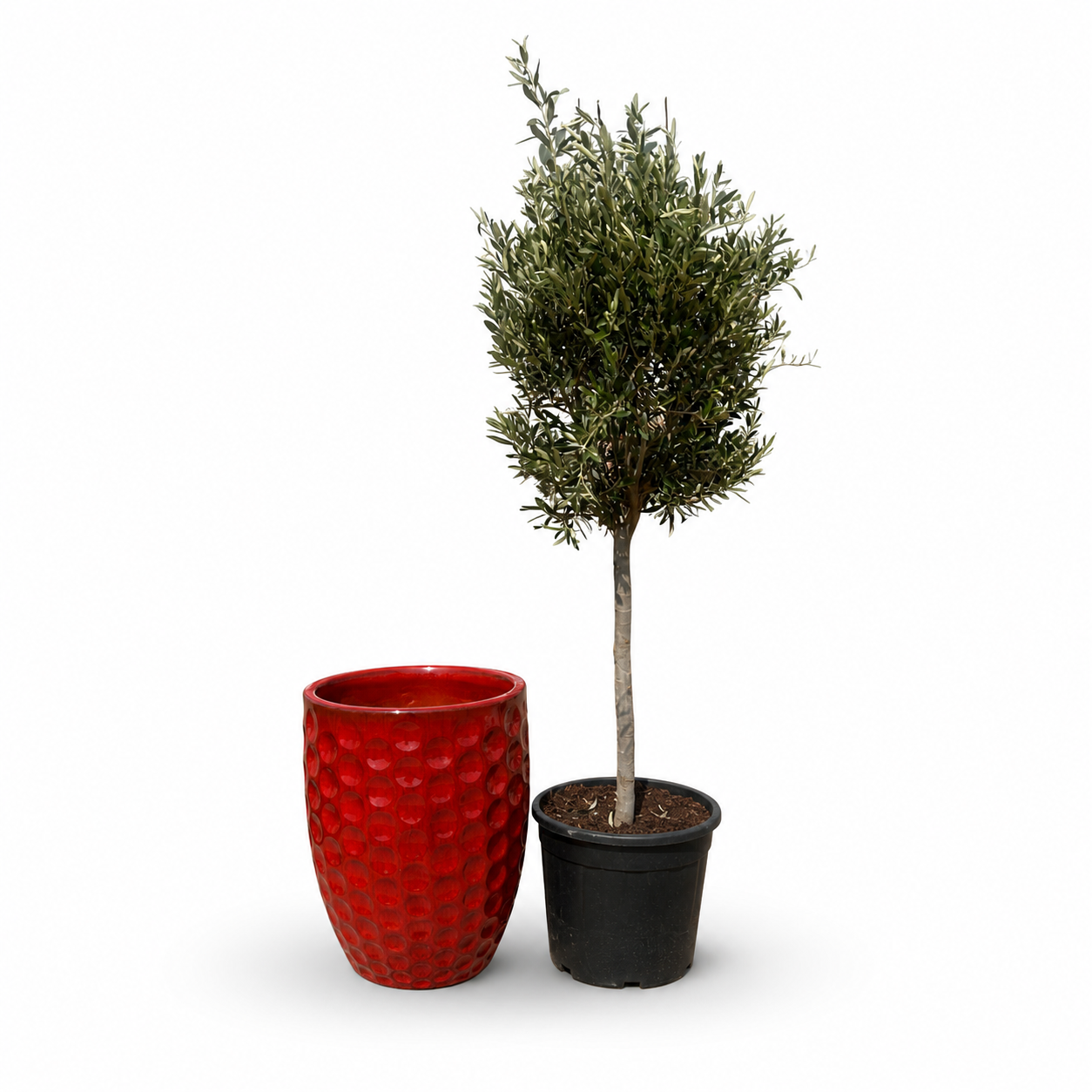Lot olivier + pot MEROVEE 42x55cm rouge tropical