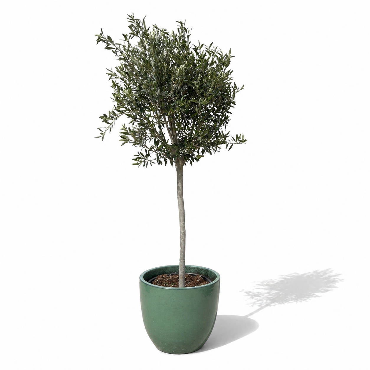 Lot olivier + pot LANCELOT 47x41cm jade