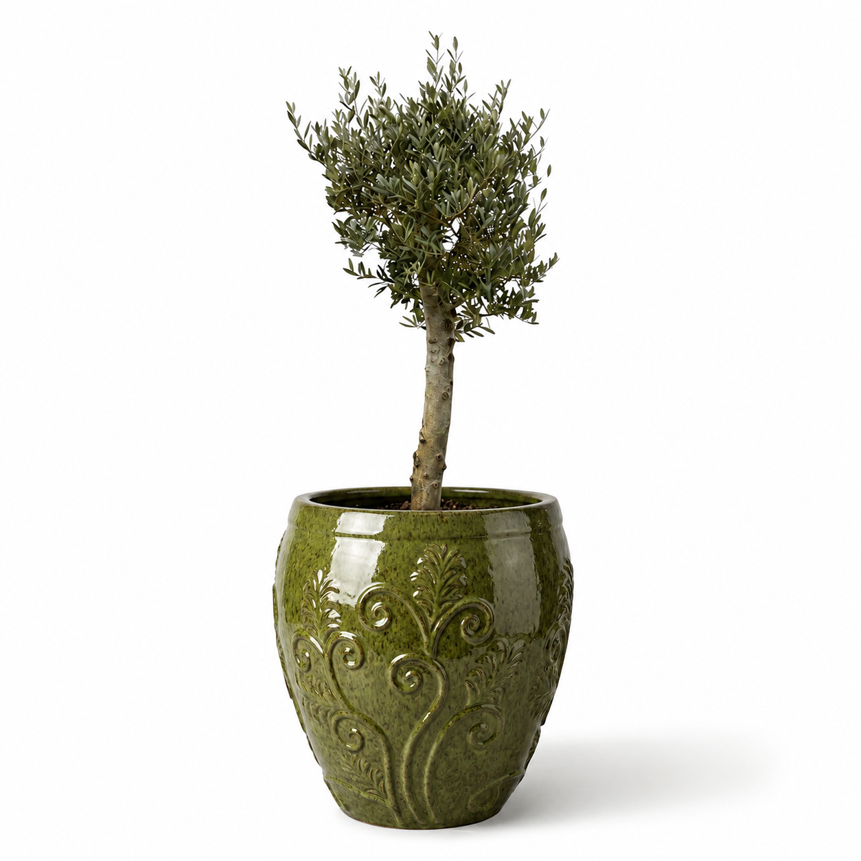 Lot olivier + pot GAIA 75x78cm vert tropical, fait main en terre cuite émaillée