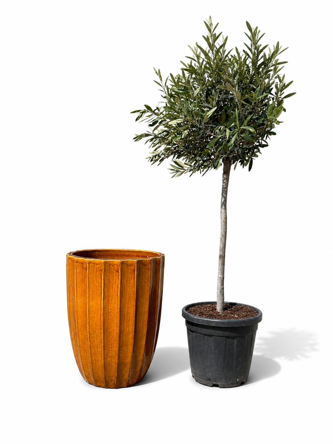 Lot olivier + pot HUGO 44x59cm miel