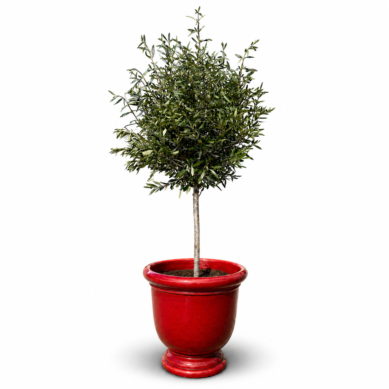 Lot olivier + pot TITAN 53x55cm rouge tropical, fait main en terre cuite émaillée