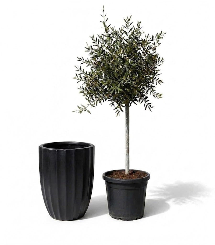 Lot olivier + pot HUGO 44x59cm noir
