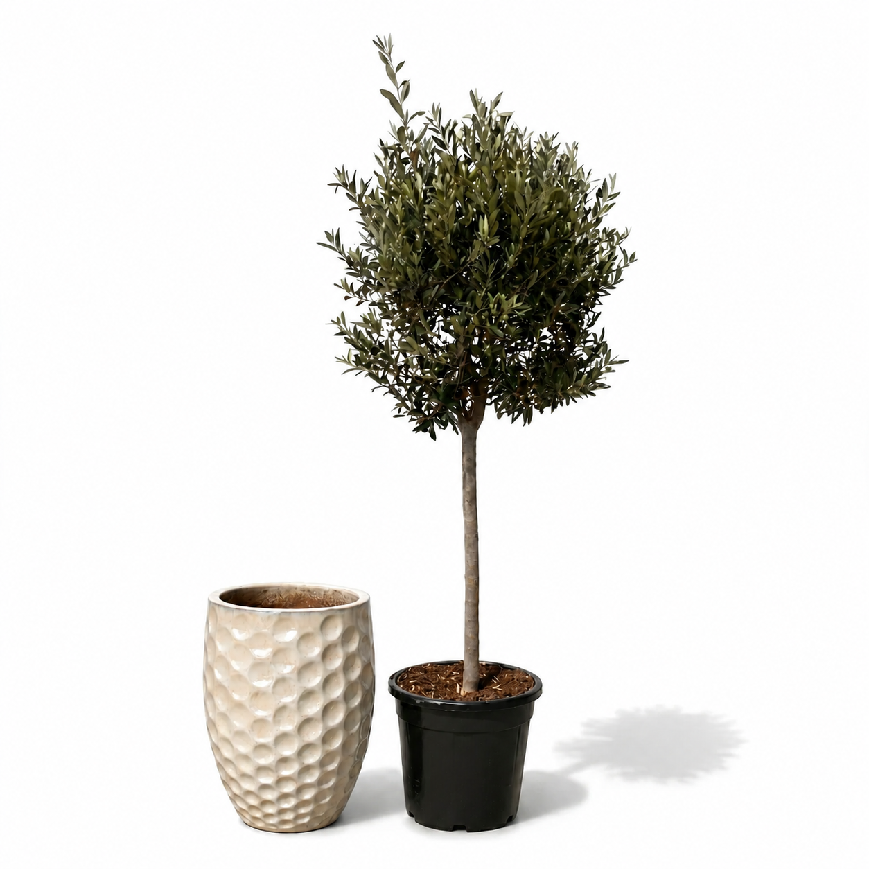Lot olivier + pot MEROVEE 42x55cm perle