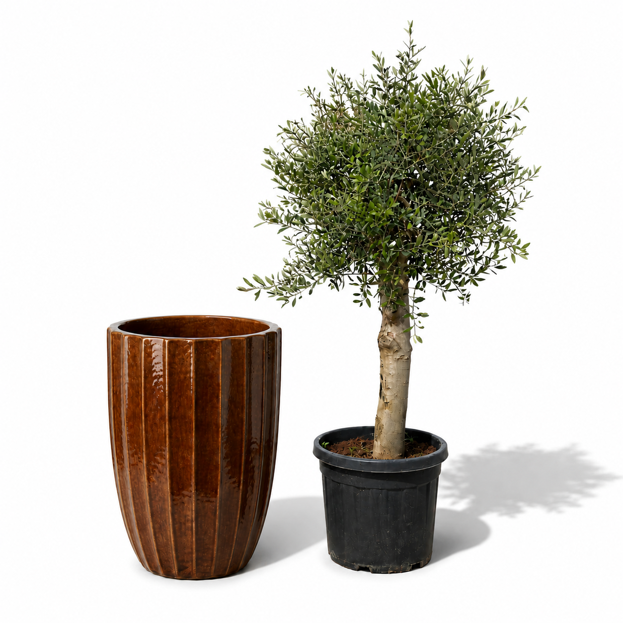Lot olivier + pot HUGO 55x71cm écorce