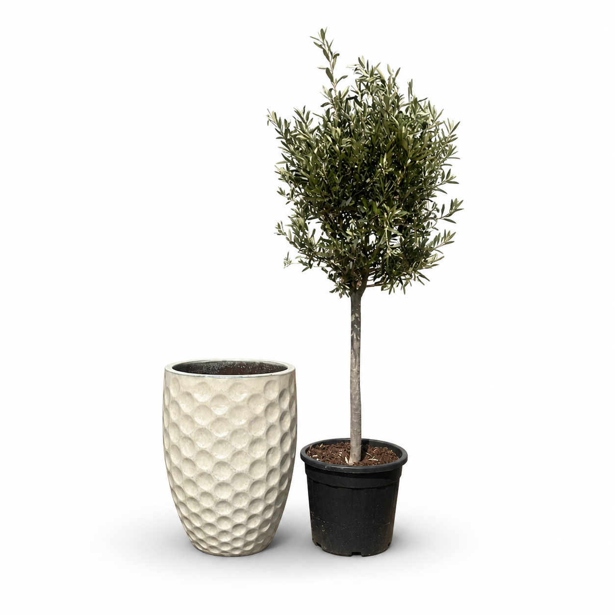 Lot olivier + pot MEROVEE 42x55cm crĂšme