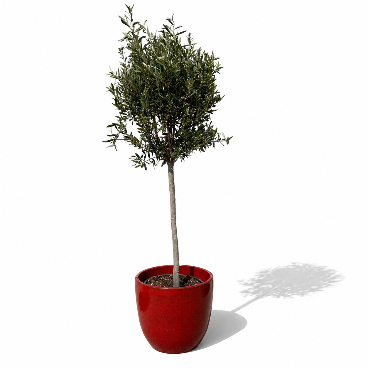 Lot olivier + pot LANCELOT 47x41cm rouge tropical