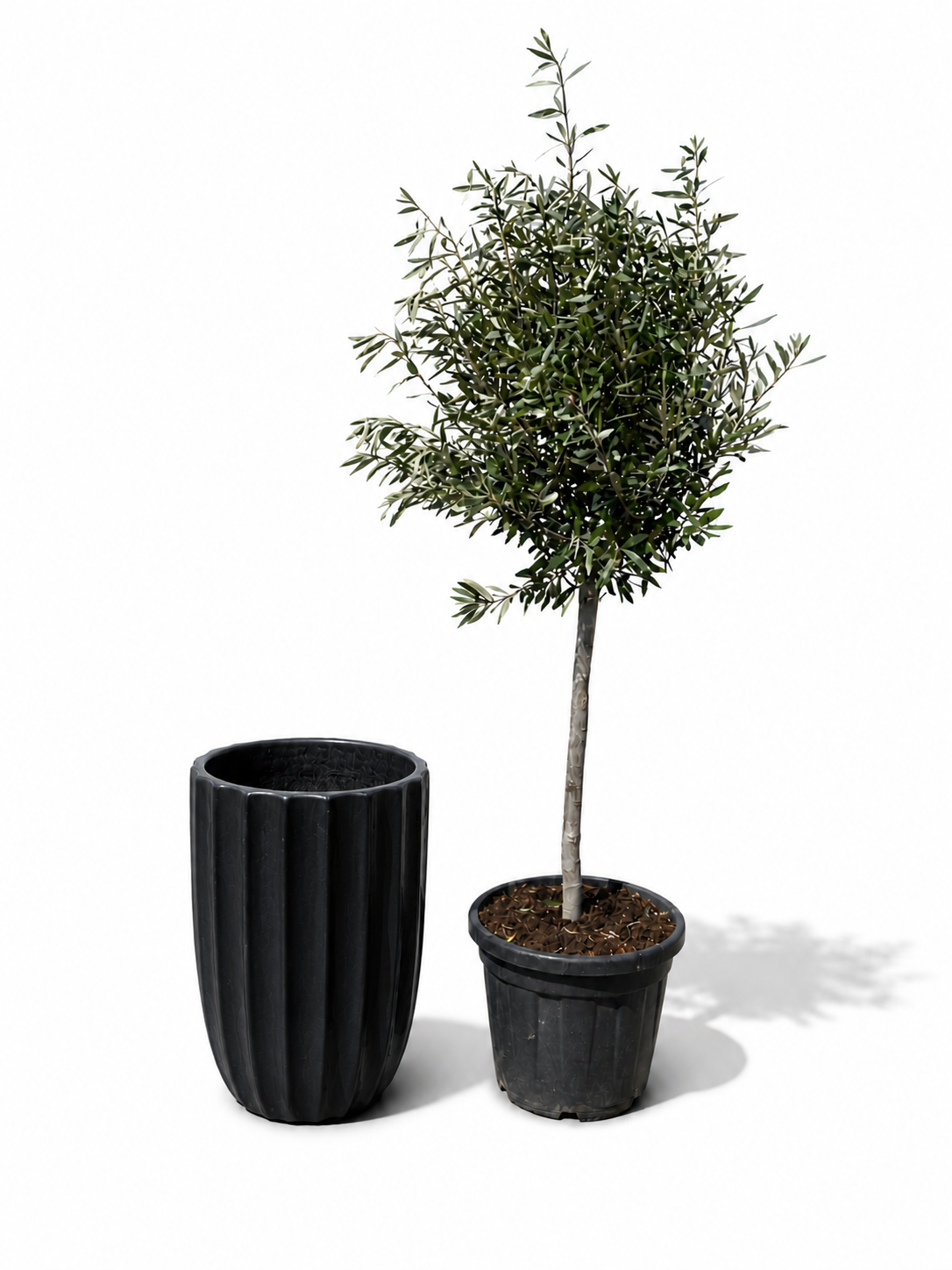 Lot olivier + pot HUGO 44x59cm noir