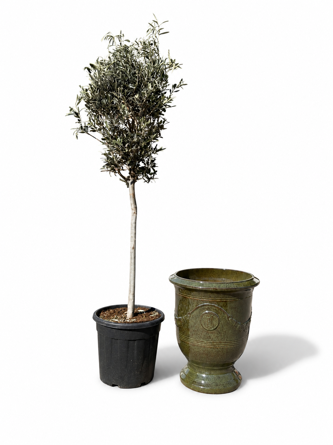 Lot olivier + pot RICHELIEU 46x56cm vert tropical, fait main en terre cuite émaillée
