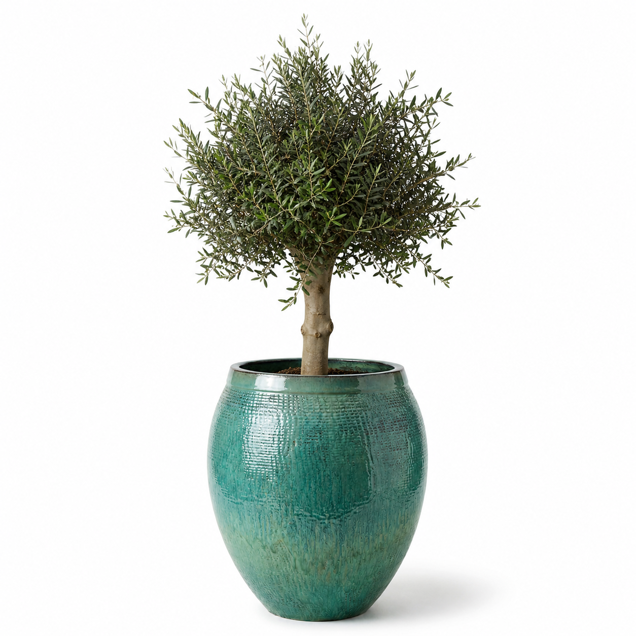 Lot olivier + pot COCOON 66x76cm bleu océan