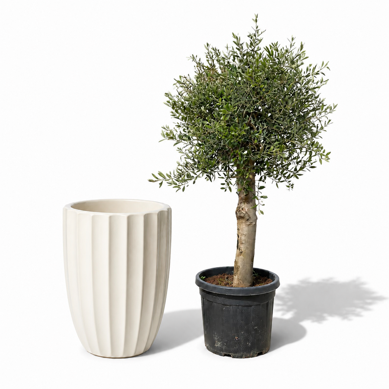 Lot olivier + pot HUGO 55x71cm crĂšme