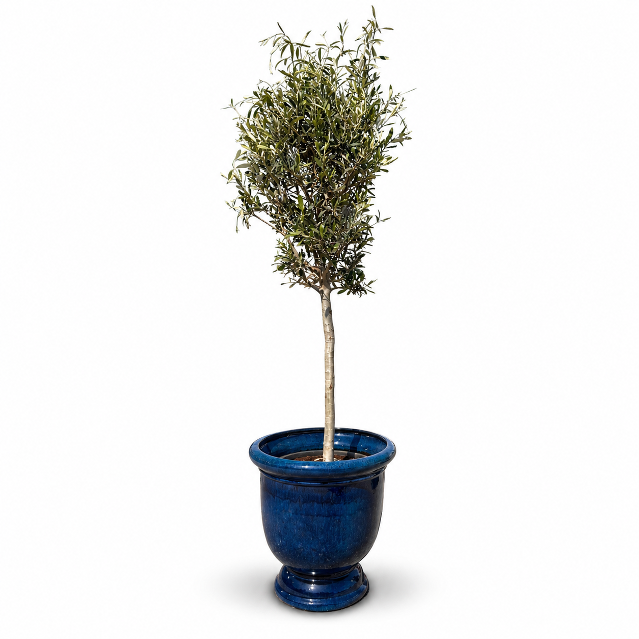 Lot olivier + pot TITAN 53x55cm bleu caraïbes, fait main en terre cuite émaillée