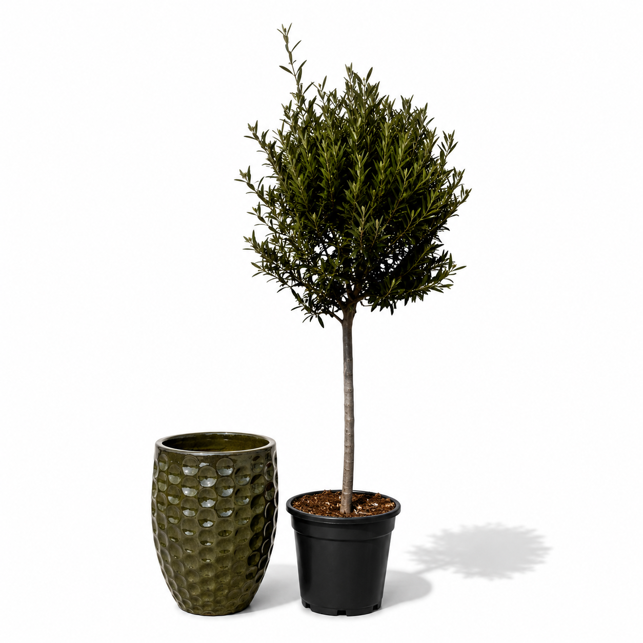 Lot olivier + pot MEROVEE 42x55cm vert tropical