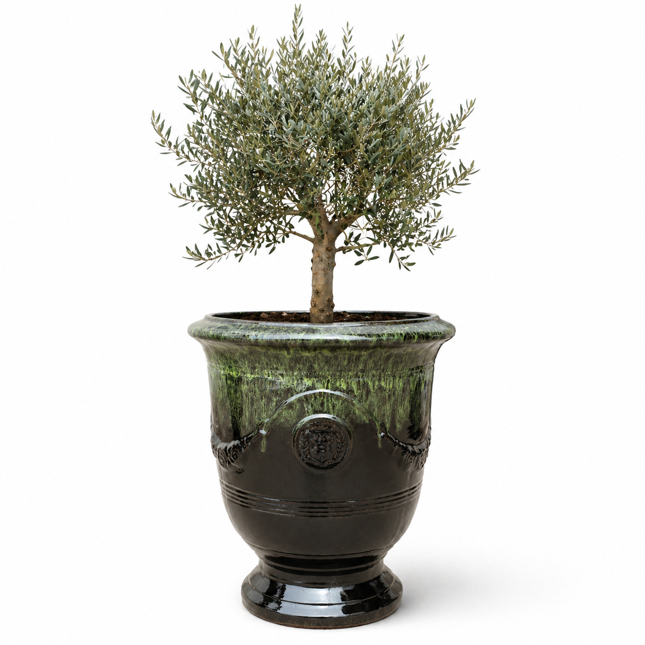 Lot olivier + pot RICHELIEU 46x56cm vert sur noir, fait main en terre cuite émaillée
