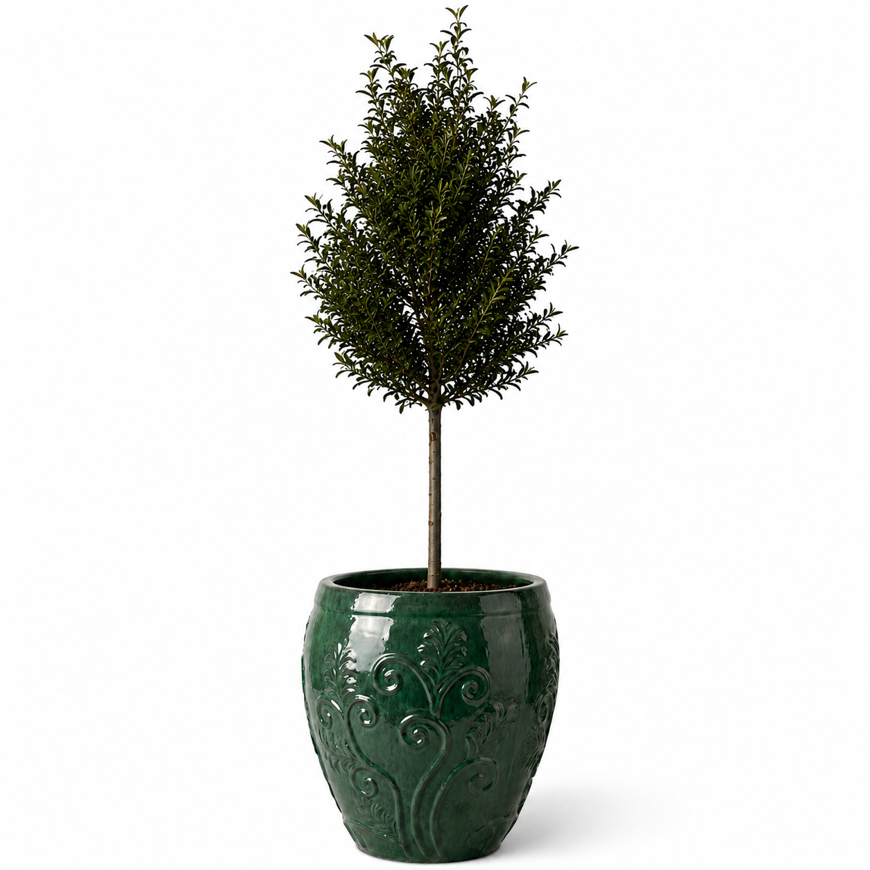 Lot olivier + pot GAIA 52x58cm jade