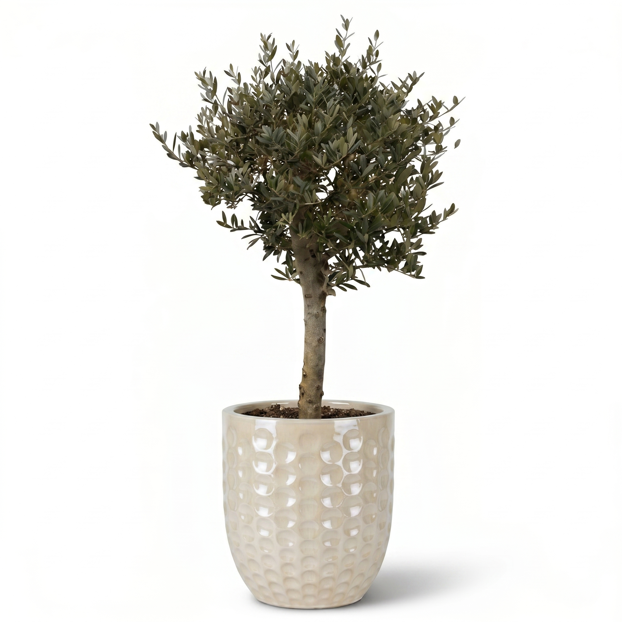 Lot olivier + pot MEROVEE 55x65cm perle