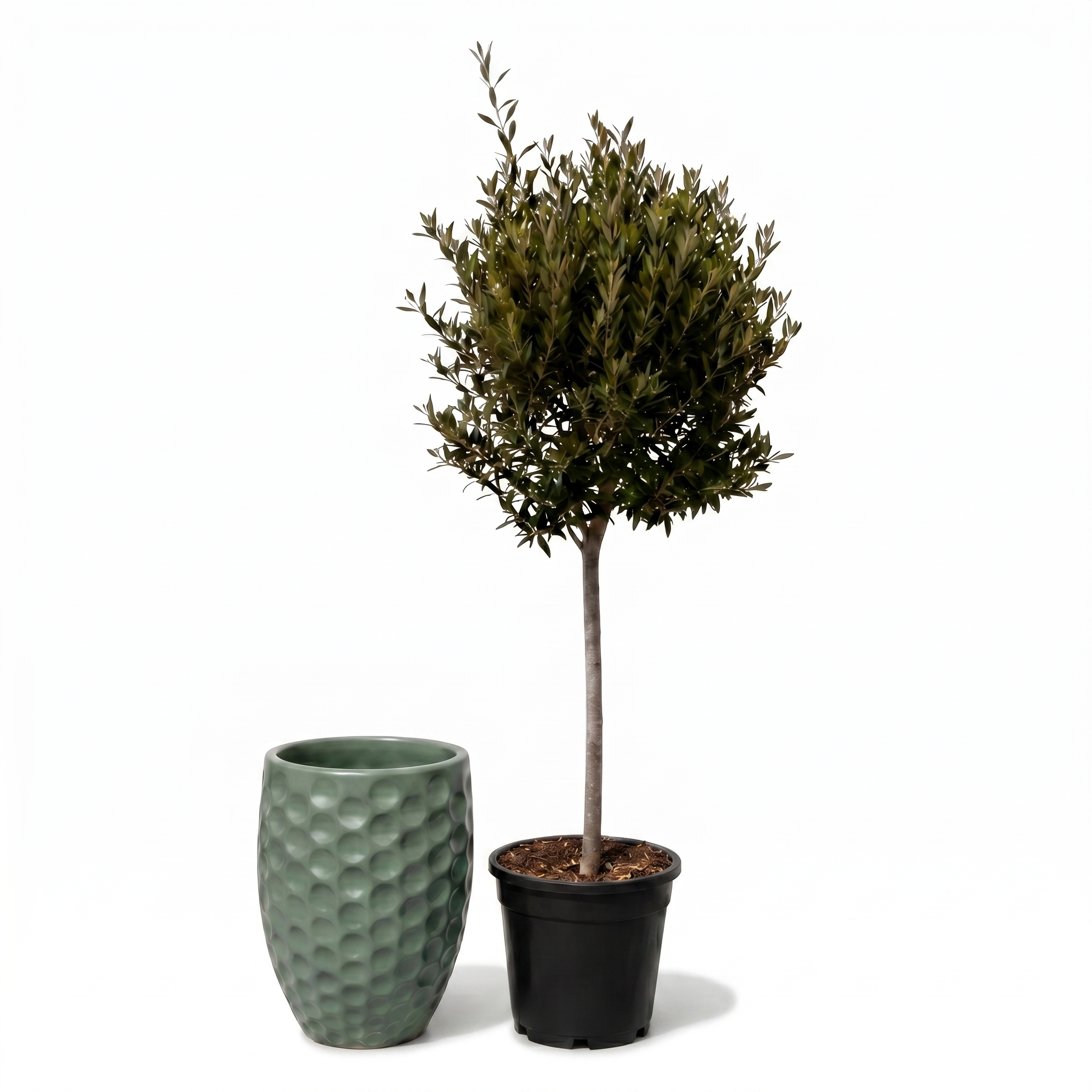 Lot olivier + pot MEROVEE 42x55cm jade