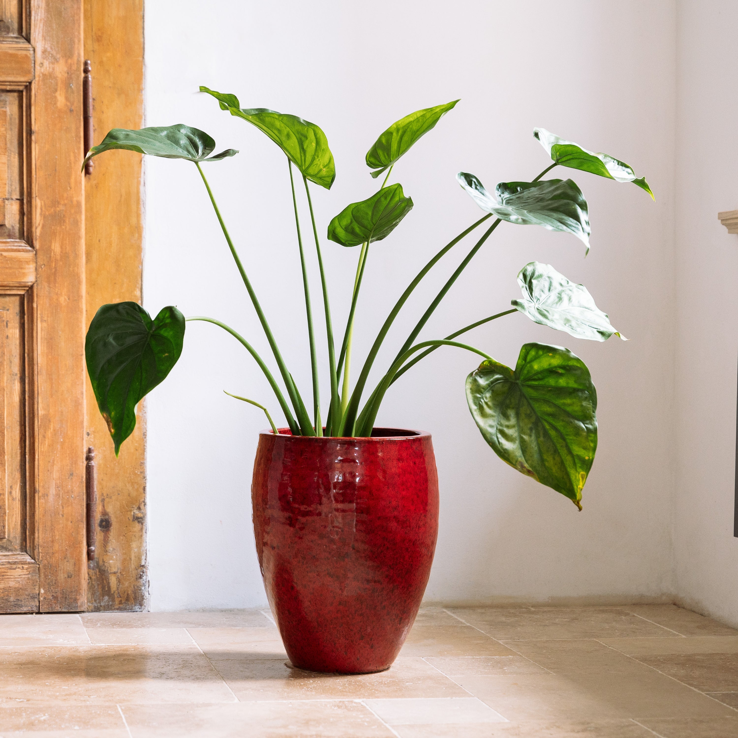 Pot POSEIDON2 46x55cm tropisch rood