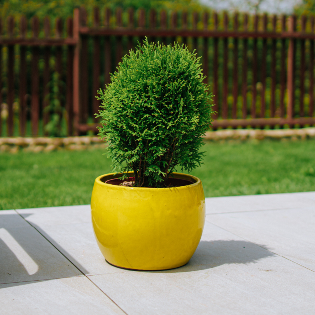 Pot ROMULUS rond 31x23 cm jaune en terre cuite émaillée, avec conifère sur terrasse