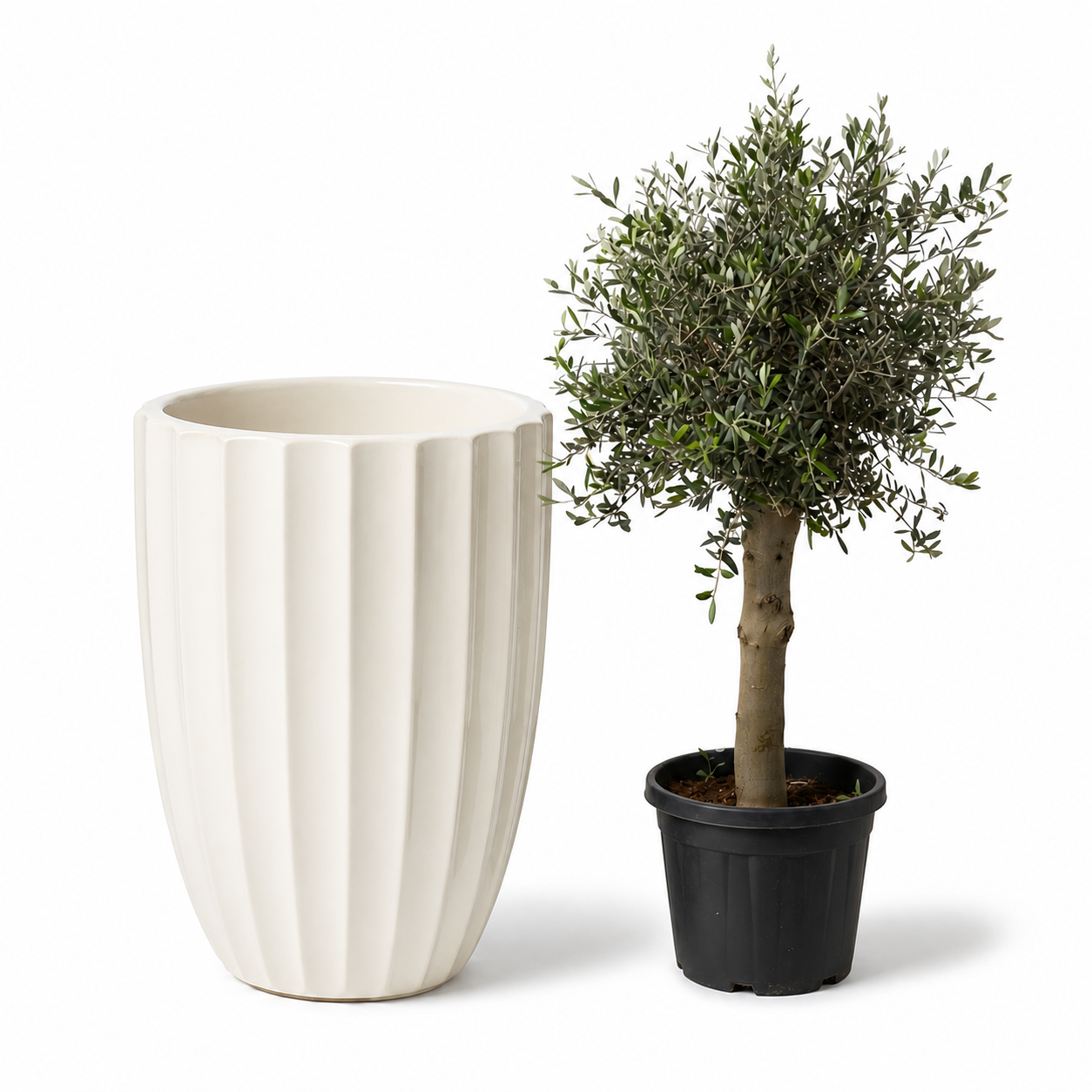 Lot olivier + pot HUGO 55x71cm crĂšme
