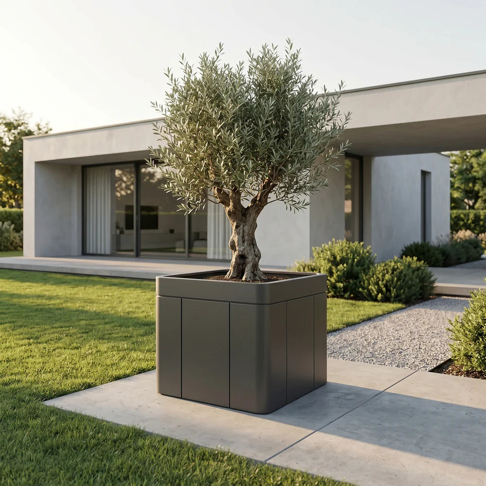 Anthracite Infinity-X rectangular planter 120x100 cm in galvanised steel, with olive tree in front of a house