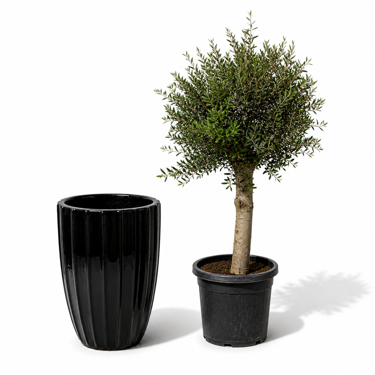 Lot olivier + pot HUGO 55x71cm noir