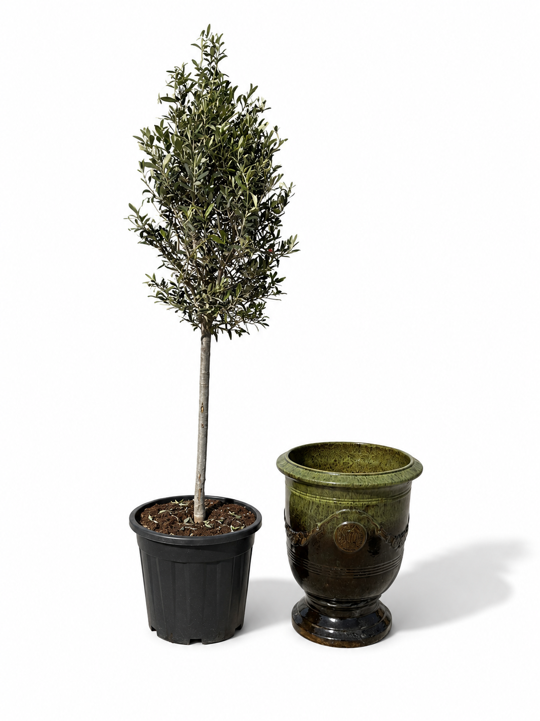 Lot olivier + pot RICHELIEU 46x56cm vert sur noir, fait main en terre cuite émaillée