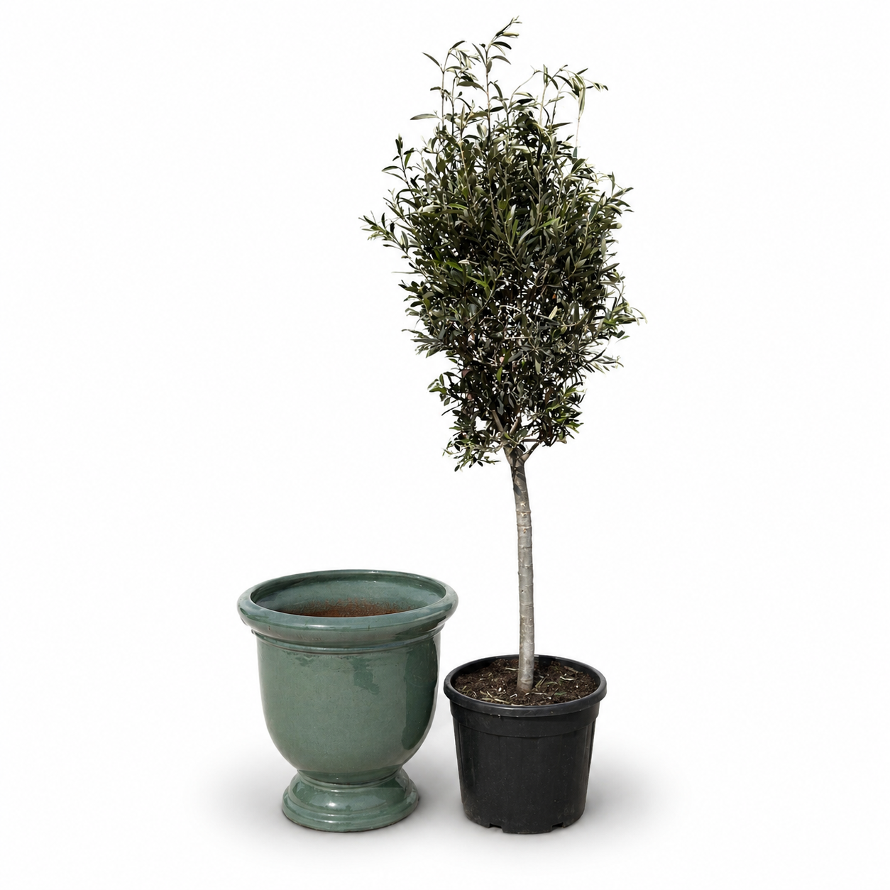 Lot olivier + pot TITAN 53x55cm jade, fait main en terre cuite émaillée