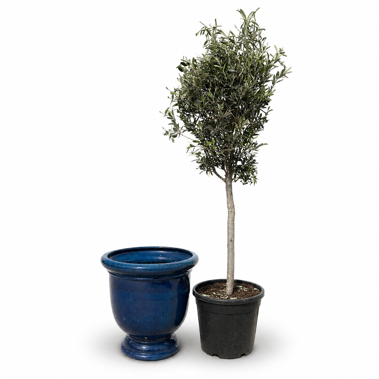 Lot olivier + pot TITAN 53x55cm bleu caraïbes, fait main en terre cuite émaillée