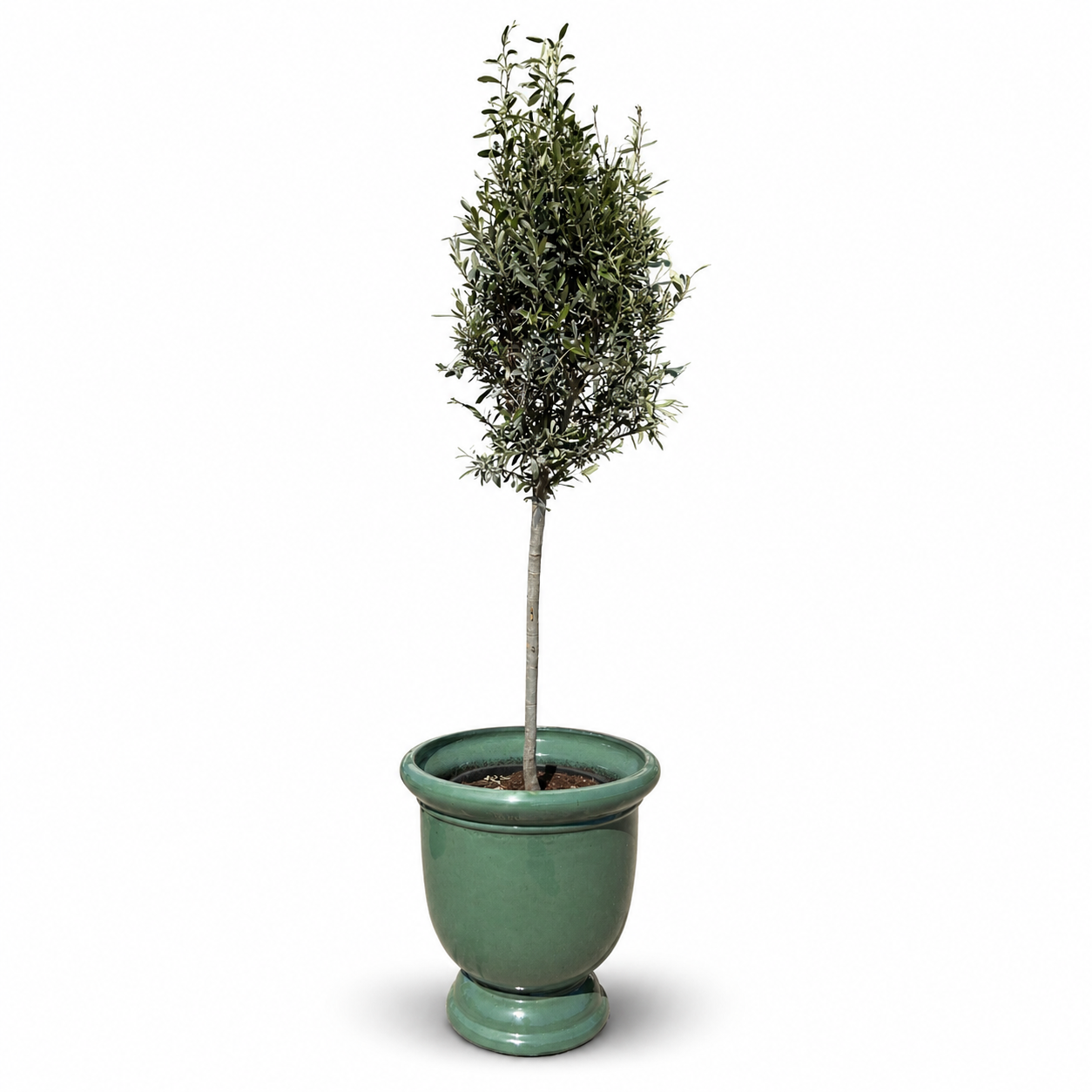Lot olivier + pot TITAN 53x55cm jade, fait main en terre cuite émaillée