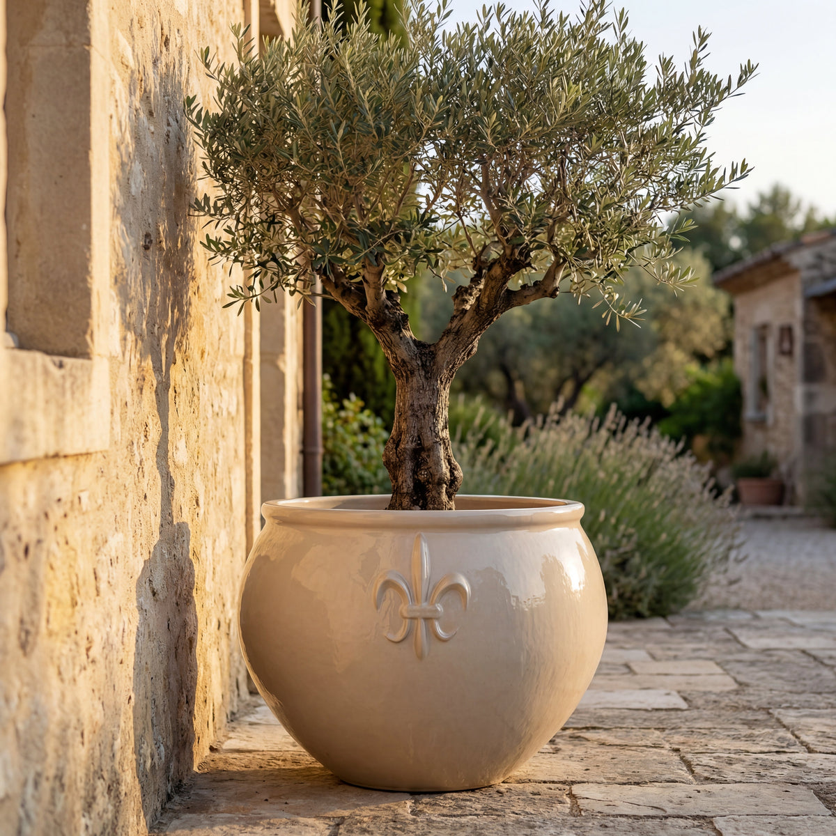 Clovis planter 86x64 cm Cream glazed ceramic, with olive tree against a wall