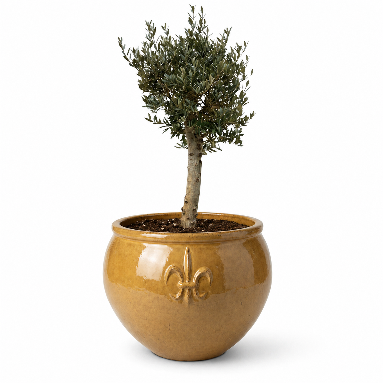 Lot olivier + pot CLOVIS 86x64cm miel ambré, fait main en terre cuite émaillée