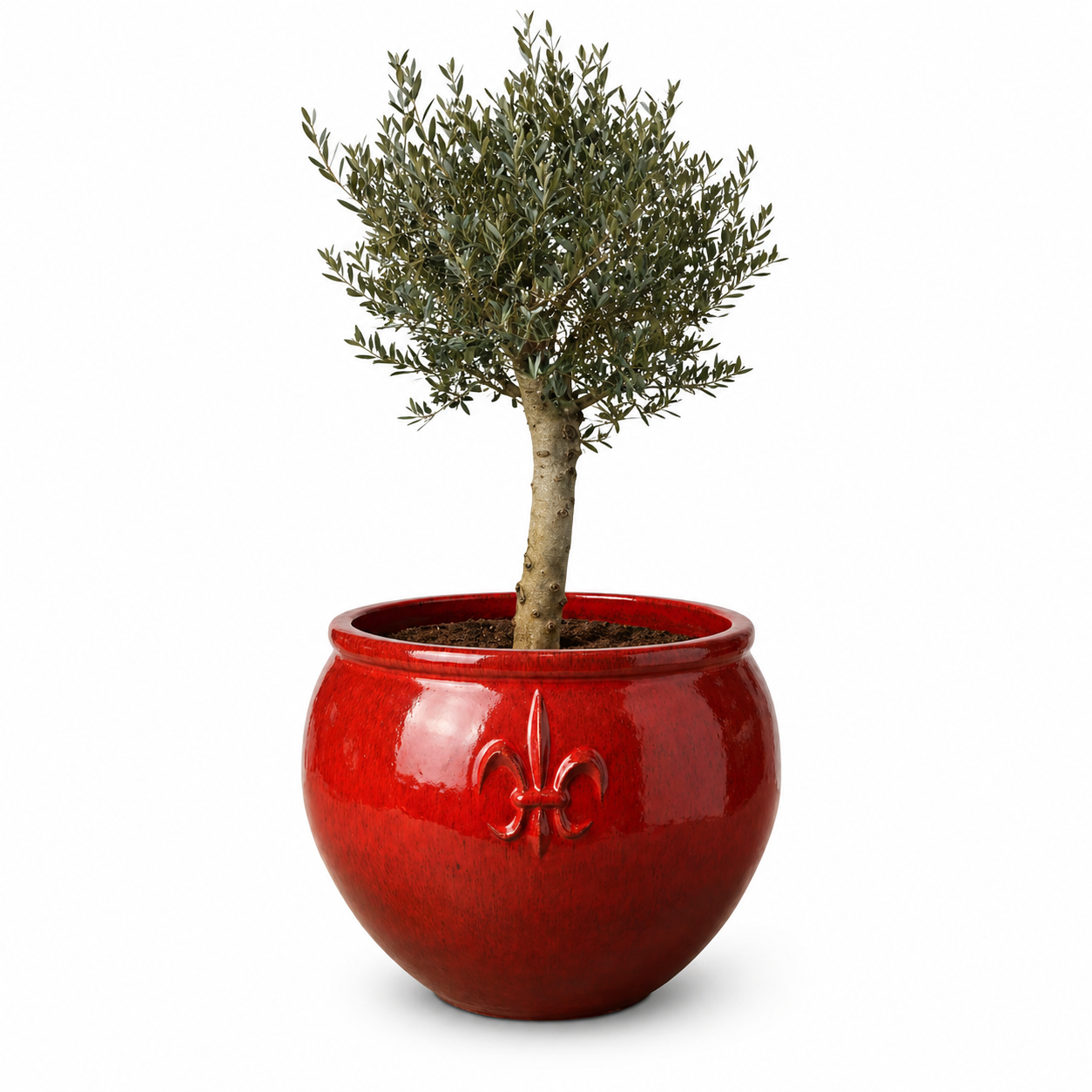 Lot olivier + pot CLOVIS 86x64cm rouge tropical, fait main en terre cuite émaillée
