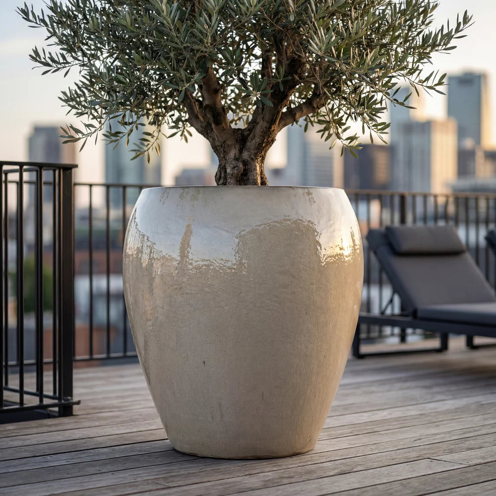 Pot Lafontaine2 en forme d'amphore crème en terre cuite émaillée, vue de face avec olivier sur terrasse