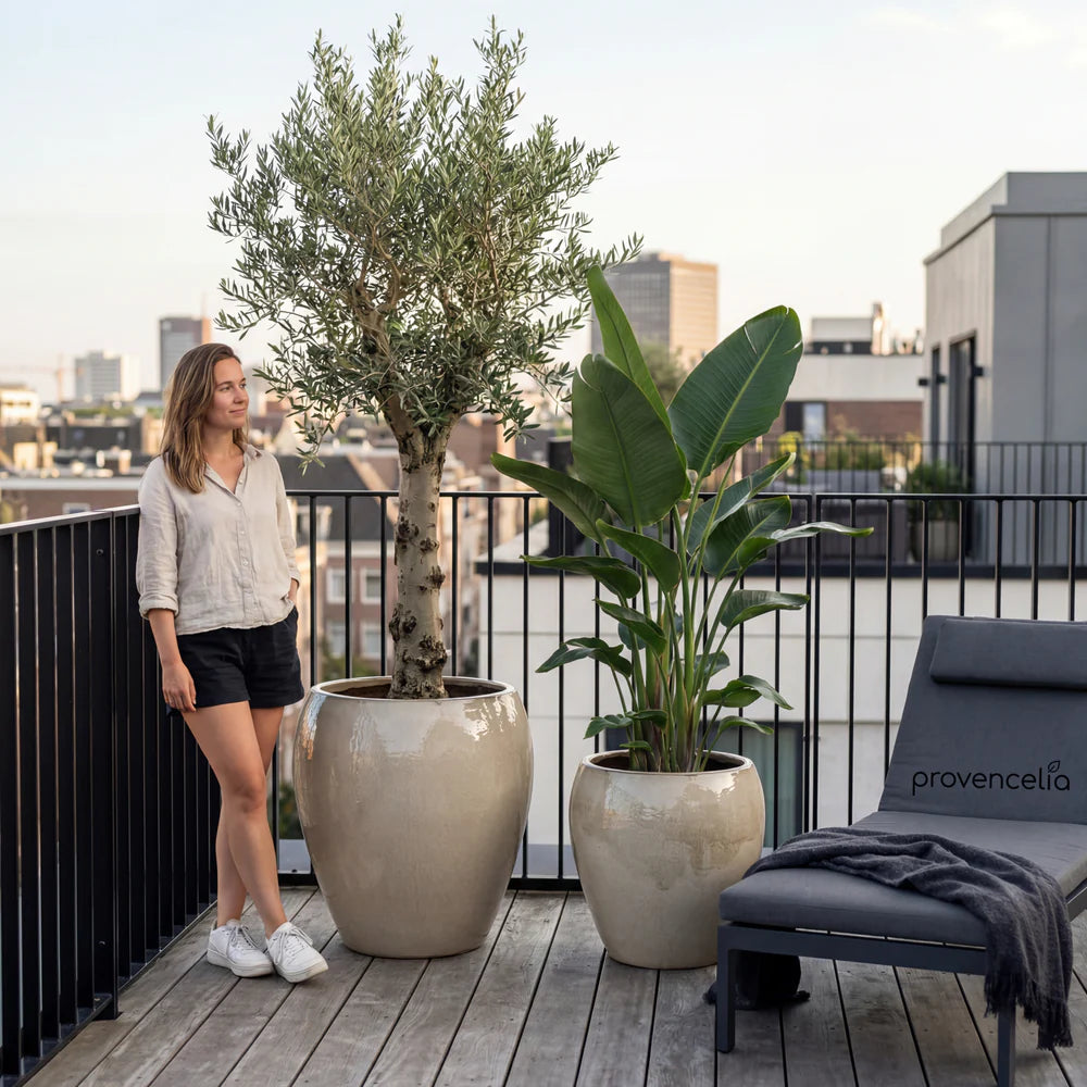 Pot Lafontaine2 en forme d'amphore crème en terre cuite émaillée, vue d'ensemble sur terrasse avec olivier