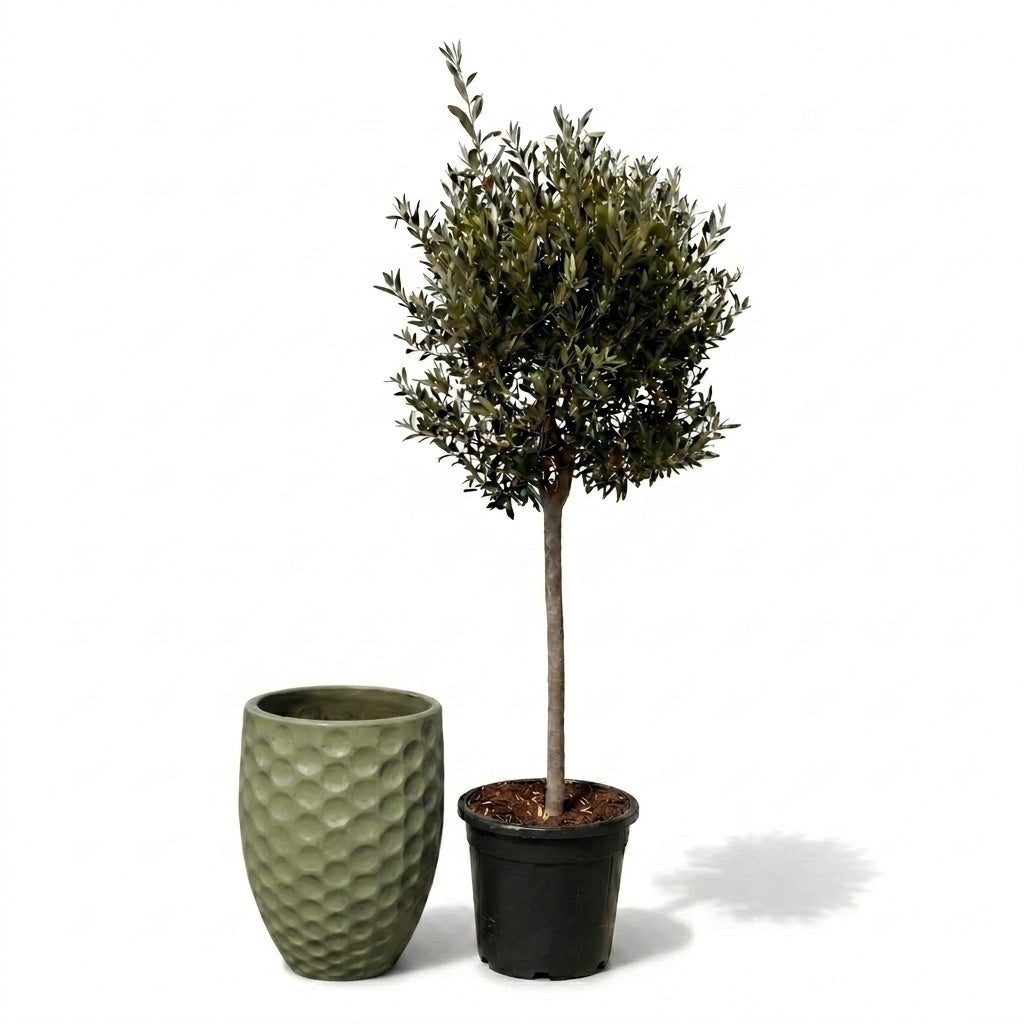 Lot olivier + pot MEROVEE 42x55cm perle de jade