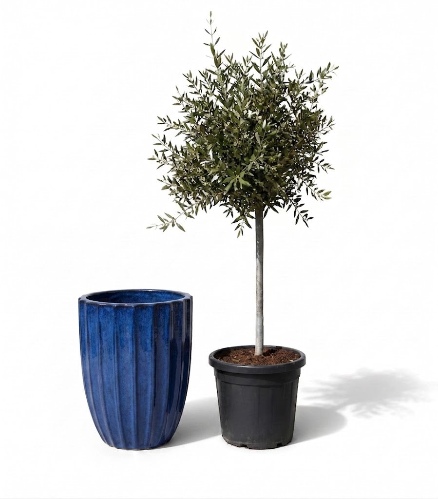 Lot olivier + pot HUGO 44x59cm bleu cobalt
