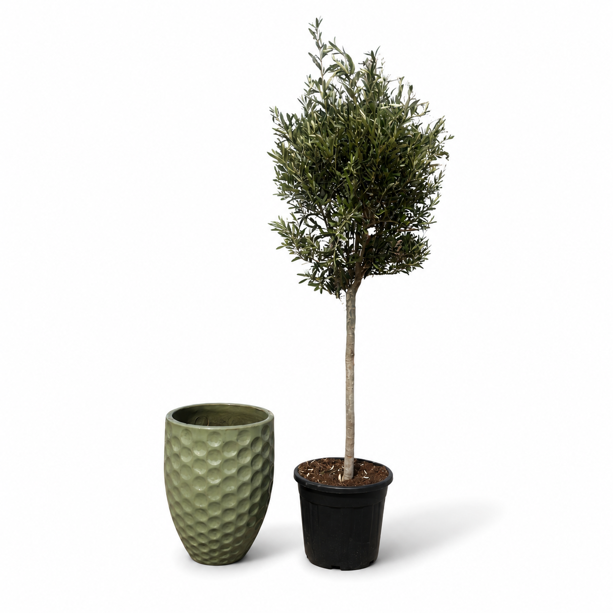 Lot olivier + pot MEROVEE 42x55cm perle de jade