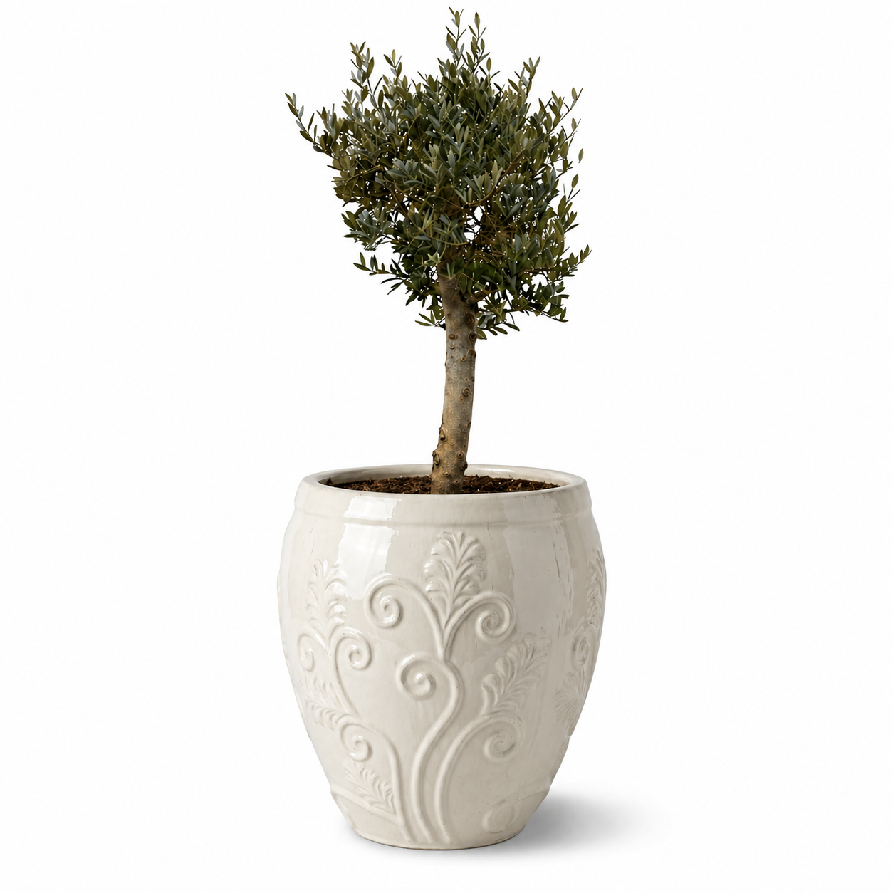 Lot olivier + pot GAIA 52x58cm crème, fait main en terre cuite émaillée