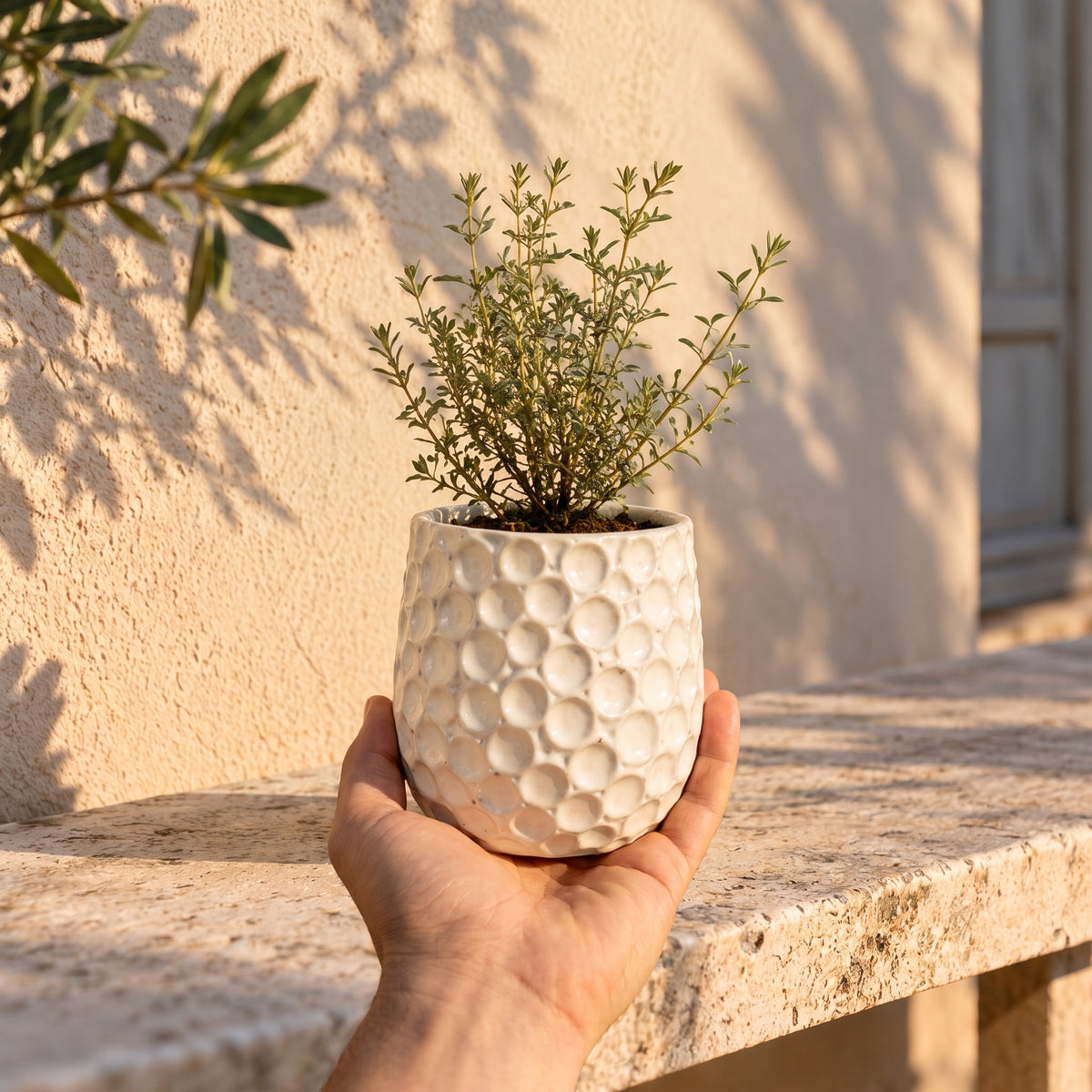 Ronde plantenbak PARISETTE 12x10 cm Wit van geglazuurd keramiek, aromatische plant op een terrasmuur