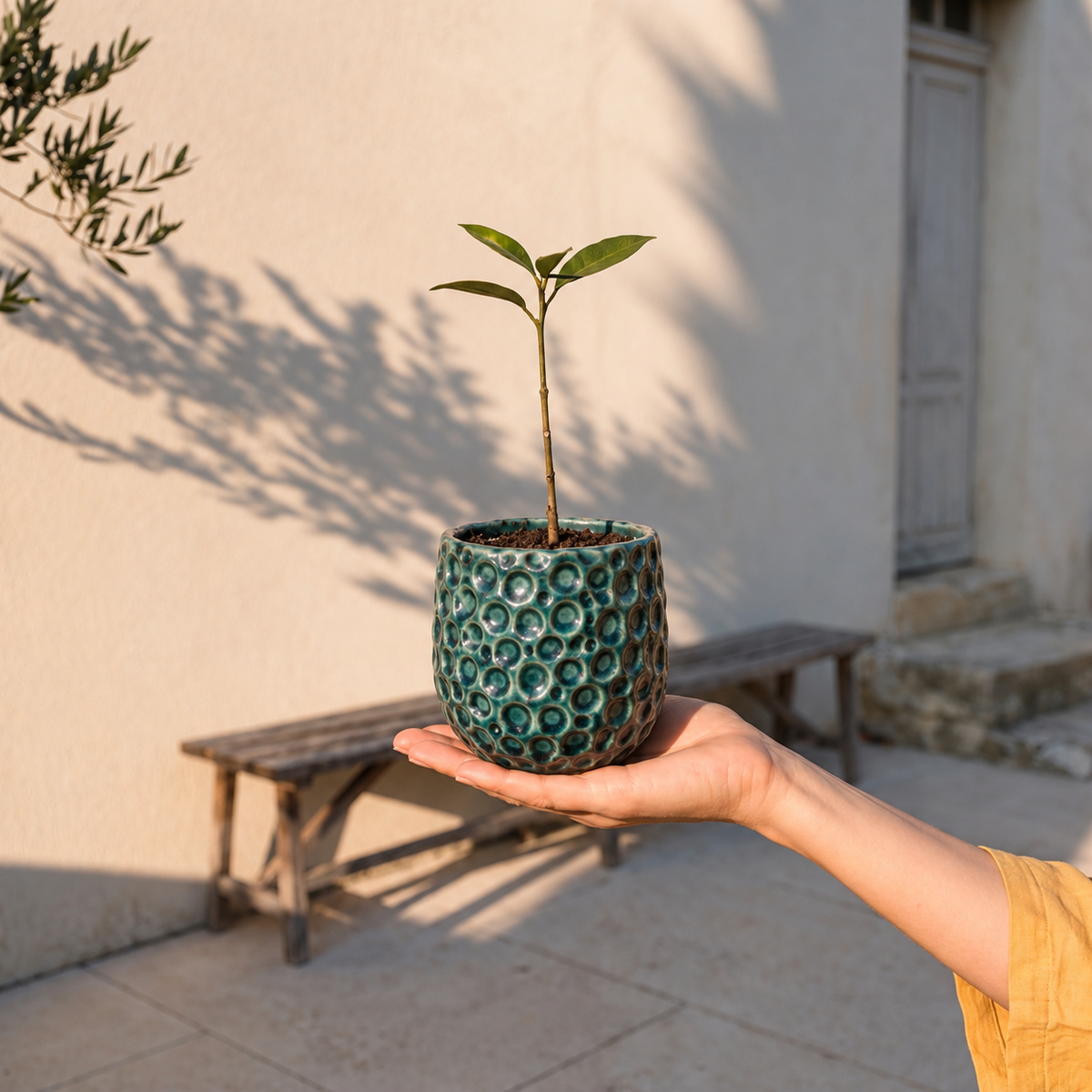 Ronde plantenbak PARISETTE 12x10 cm Bosgroen van geglazuurd keramiek, beplant met een jonge scheut