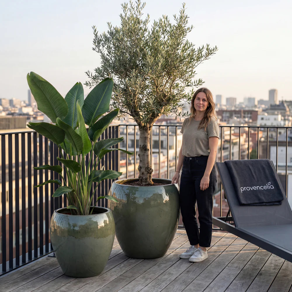 Pot Lafontaine2 en forme d'amphore vert crème en terre cuite émaillée, avec un olivier sur une terrasse