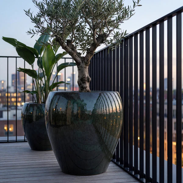 Lafontaine2 amphora-shaped Misty Green glazed ceramic planter, front view with olive tree
