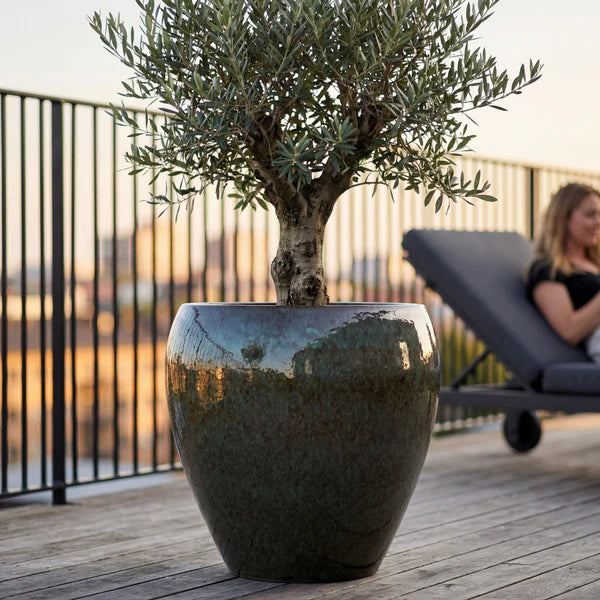 Lafontaine2 amphora-shaped Misty Green glazed ceramic planter, olive tree in front of a sun lounger