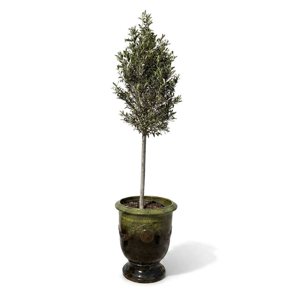Lot olivier + pot RICHELIEU 46x56cm vert sur noir, fait main en terre cuite émaillée Provencelia