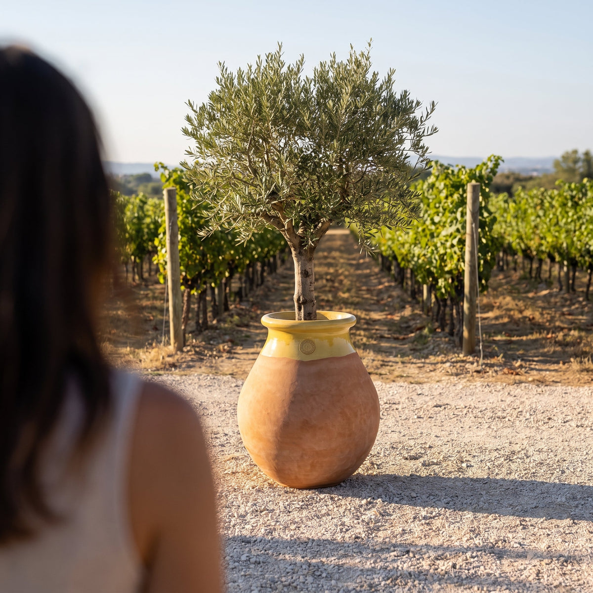 Made in Provence planter 35x63 cm Terracotta + Honey in glazed ceramic, olive tree in front of vineyard rows