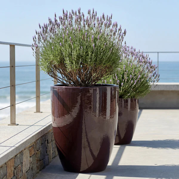 Mazarin2-plantenbak, Paars geglazuurd keramiek, met lavendel aan zee