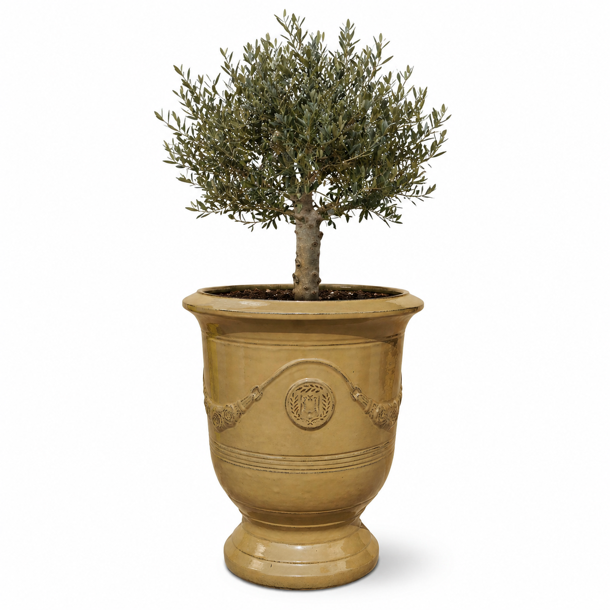 Lot olivier + pot RICHELIEU 46x56cm miel ambré, fait main en terre cuite émaillée